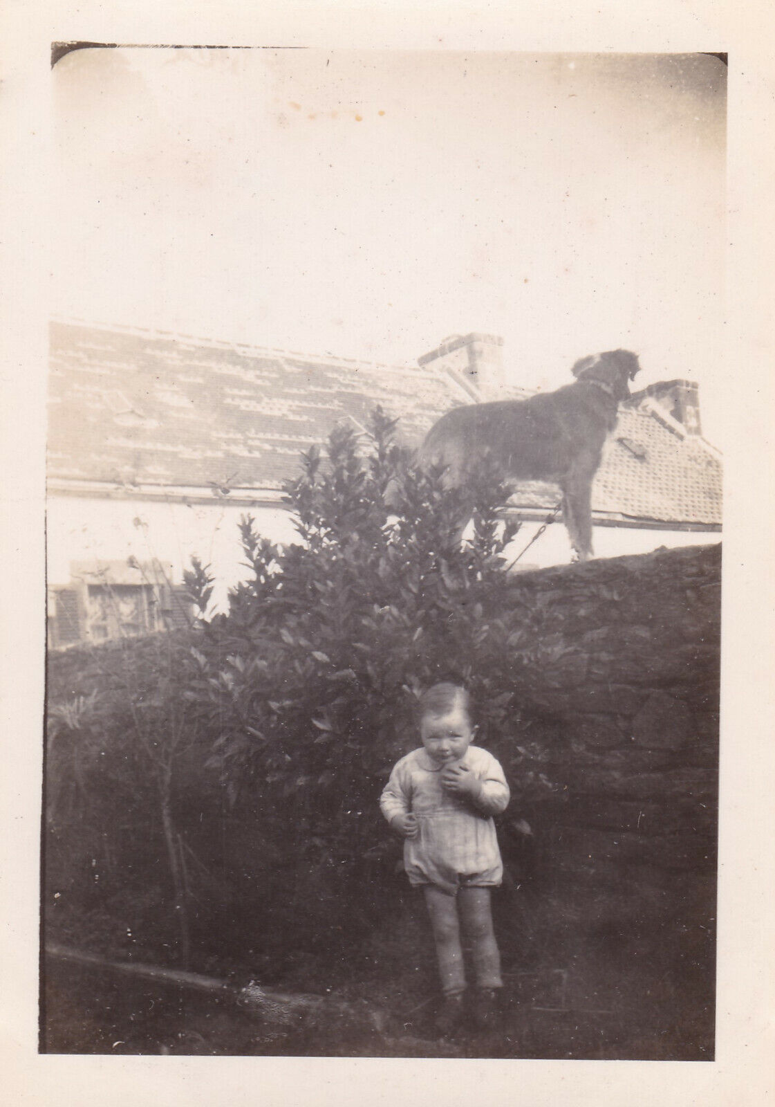VINTAGE SNAPSHOT PHOTO 1945 ENFANT BEBE CHILD BABY JARDIN GARDEN CHIEN LOT X6