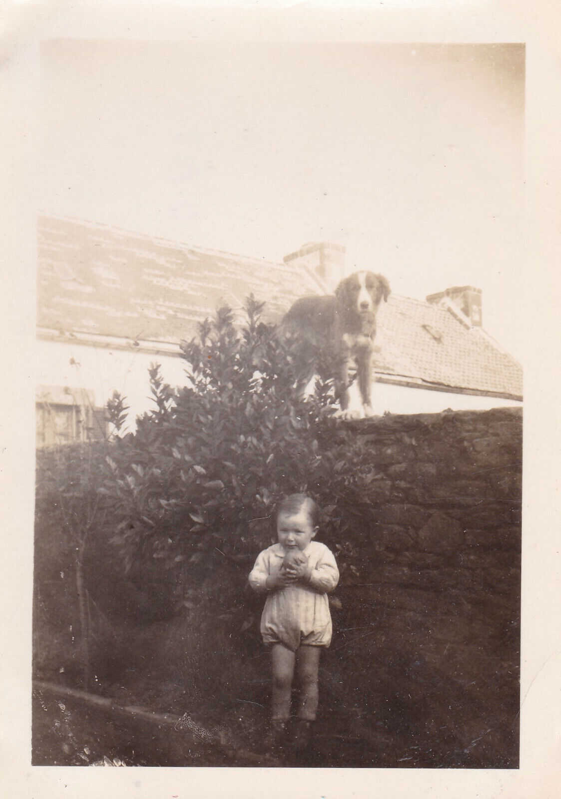 VINTAGE SNAPSHOT PHOTO 1945 ENFANT BEBE CHILD BABY JARDIN GARDEN CHIEN LOT X6
