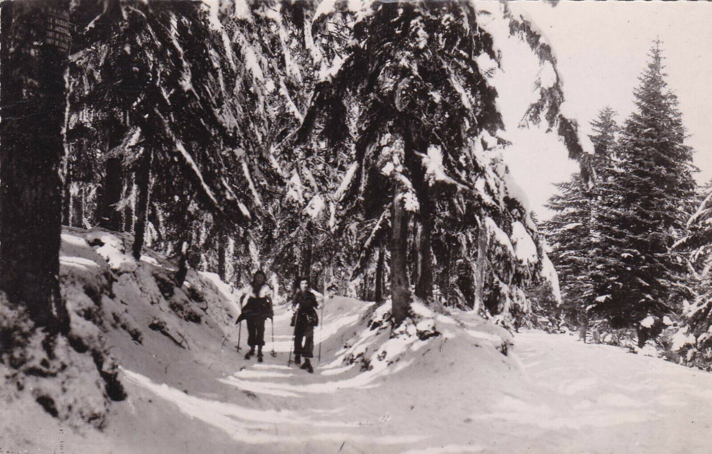 CARTE POSTALE CPSM NOIR ET BLANC / LE MONT PILAT LOIRE ROUTE DU BESSAT (1960)