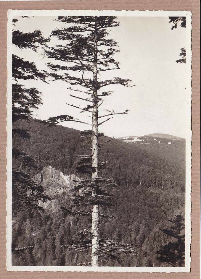 CARTE POSTALE CPSM NOIR & BLANC / MARKSTEIN