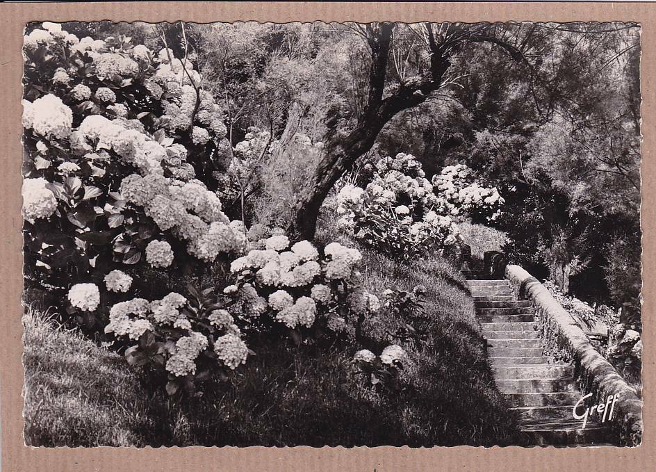 CPSM BLACK & WHITE POSTCARD / BIARRITZ HORTENSIAS IN ATALAYE