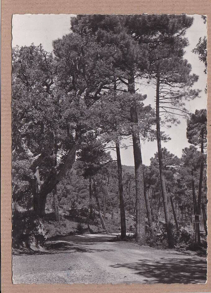 CPSM BLACK & WHITE POSTCARD / BORMES-LES-MIMOSAS FOREST OF THE DOM DE BORMES
