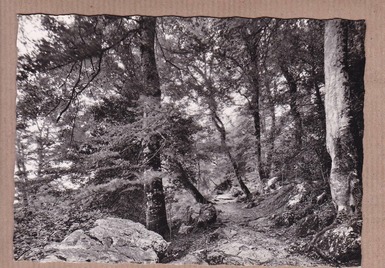 CPSM BLACK & WHITE POSTCARD / LA SAINTE-BAUME STATE-OWNED FOREST UNDERGROWTH