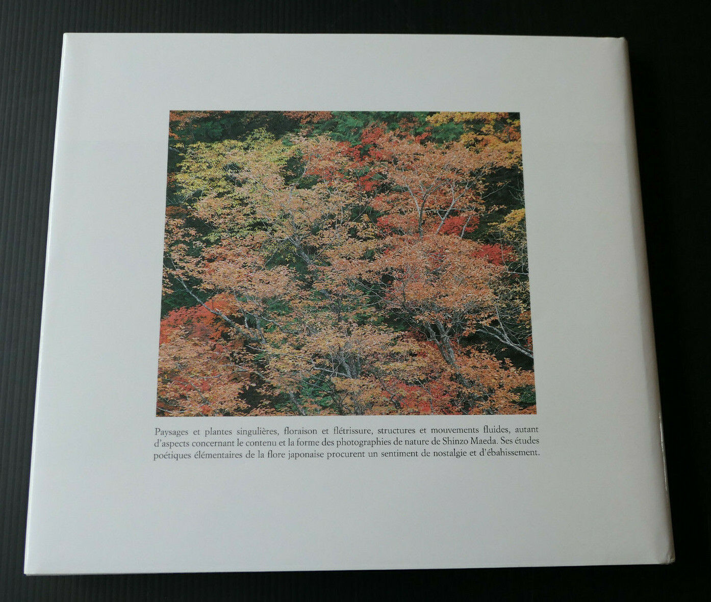 ARBRES ET BRINDILLES / PHOTOGRAPHIES DE SHINZO MAEDA 1987 / PHOTO NATURE