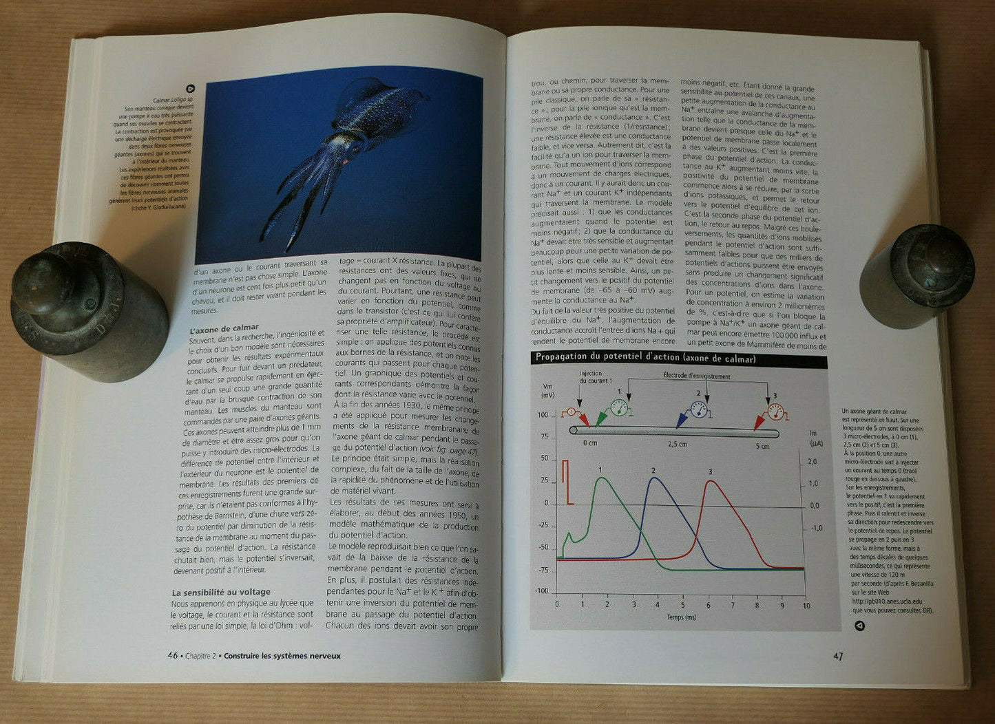 MILLE CERVEAUX MILLE MONDES / NATURE SCIENCE ANIMAUX HISTOIRE NATURELLE / 1999