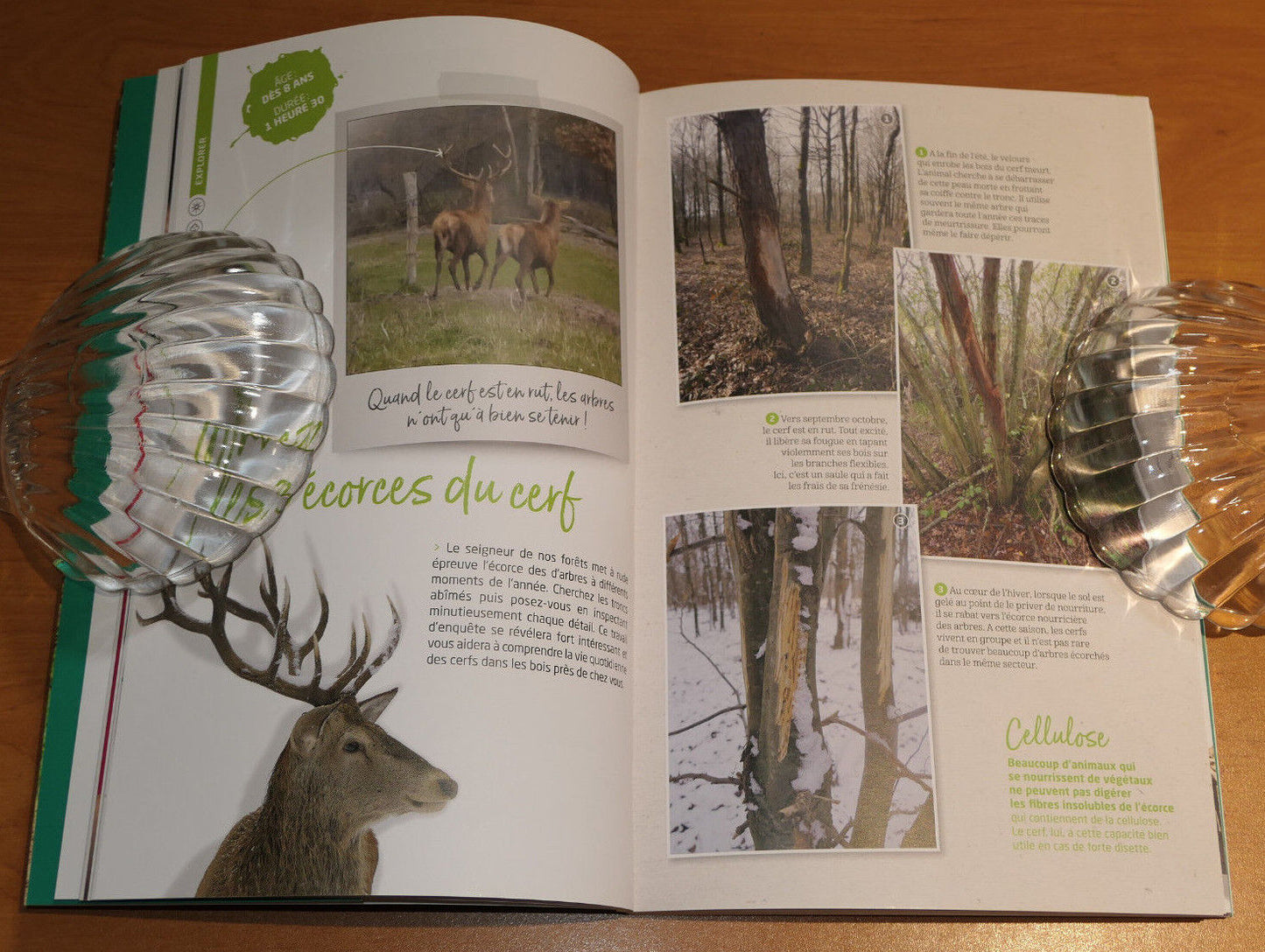 TOUS DEHORS EN FORET / PATRICK LUNEAU / DES ACTIVITES NATURE EN FAMILLE / 2018