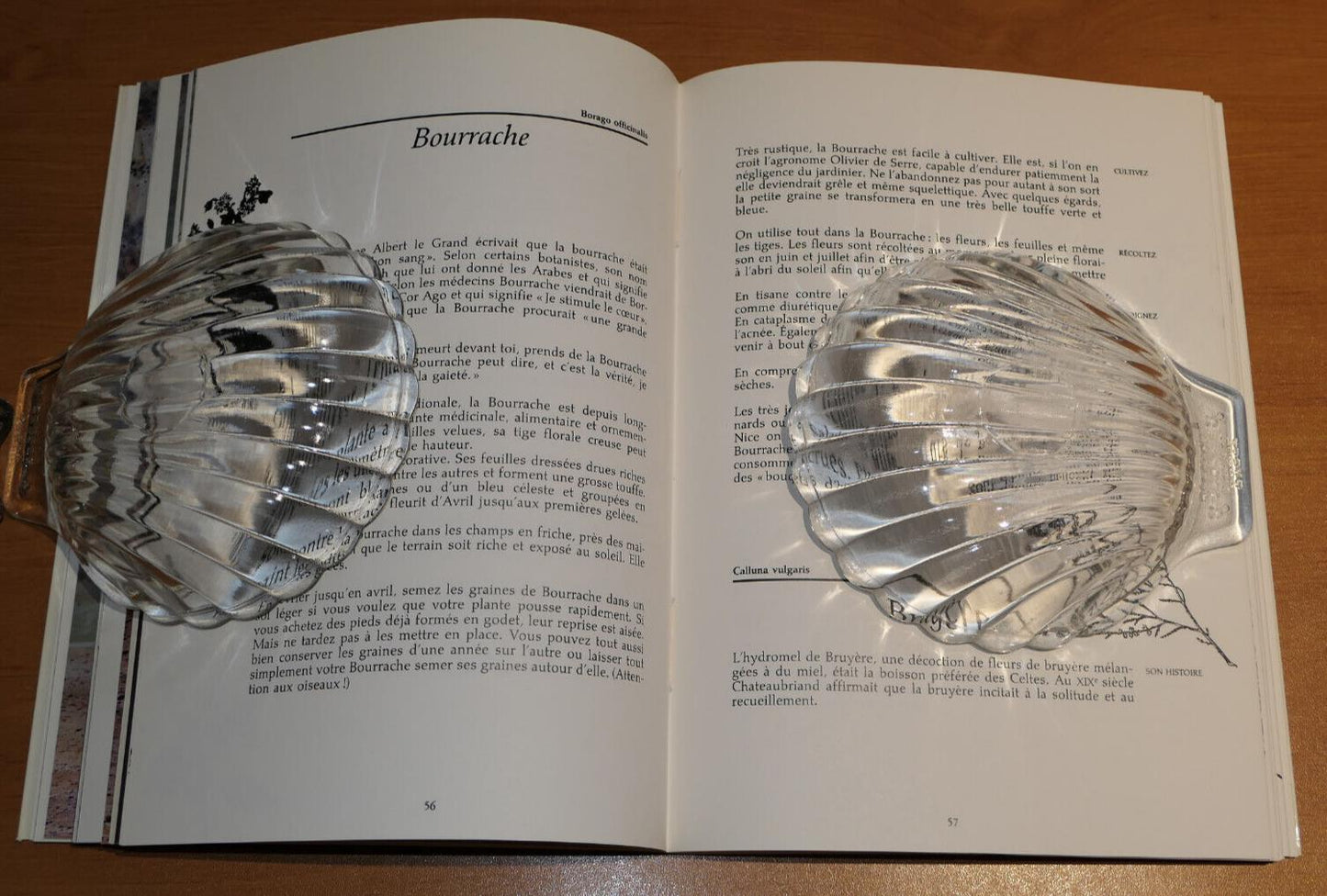 BALCONS & TERRASSES DE L'HERBORISTE / PLANTES MEDICINALES HERBORISTERIE / 1989