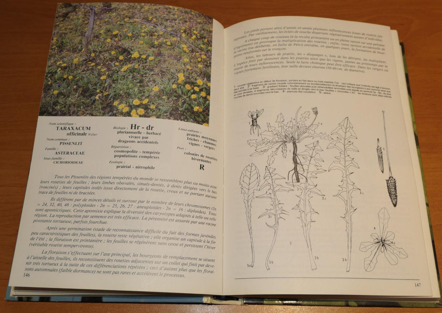 PERENNES ET VIVACES NUISIBLES EN AGRICULTURE / JACQUES MONTEGUT