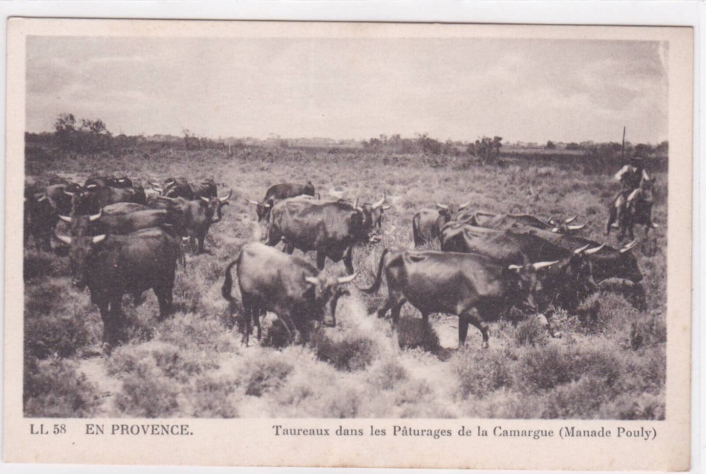 CARTE POSTALE ANCIENNE CPA EN PROVENCE TAUREAUX DANS LES PATURAGES CAMARGUE