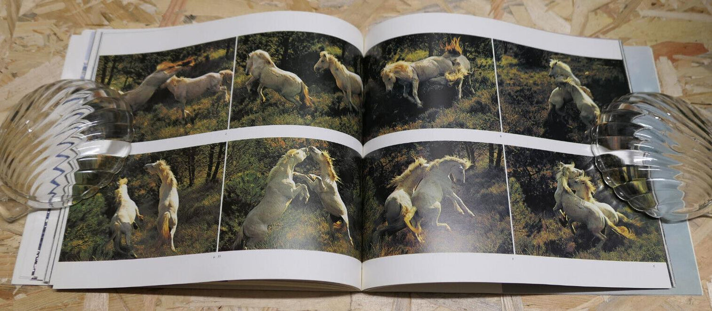 CHEVAUX DE CAMARGUE / HANS SILVESTER / PHOTO CHEVAL NATURE PAYSAGES / 1979