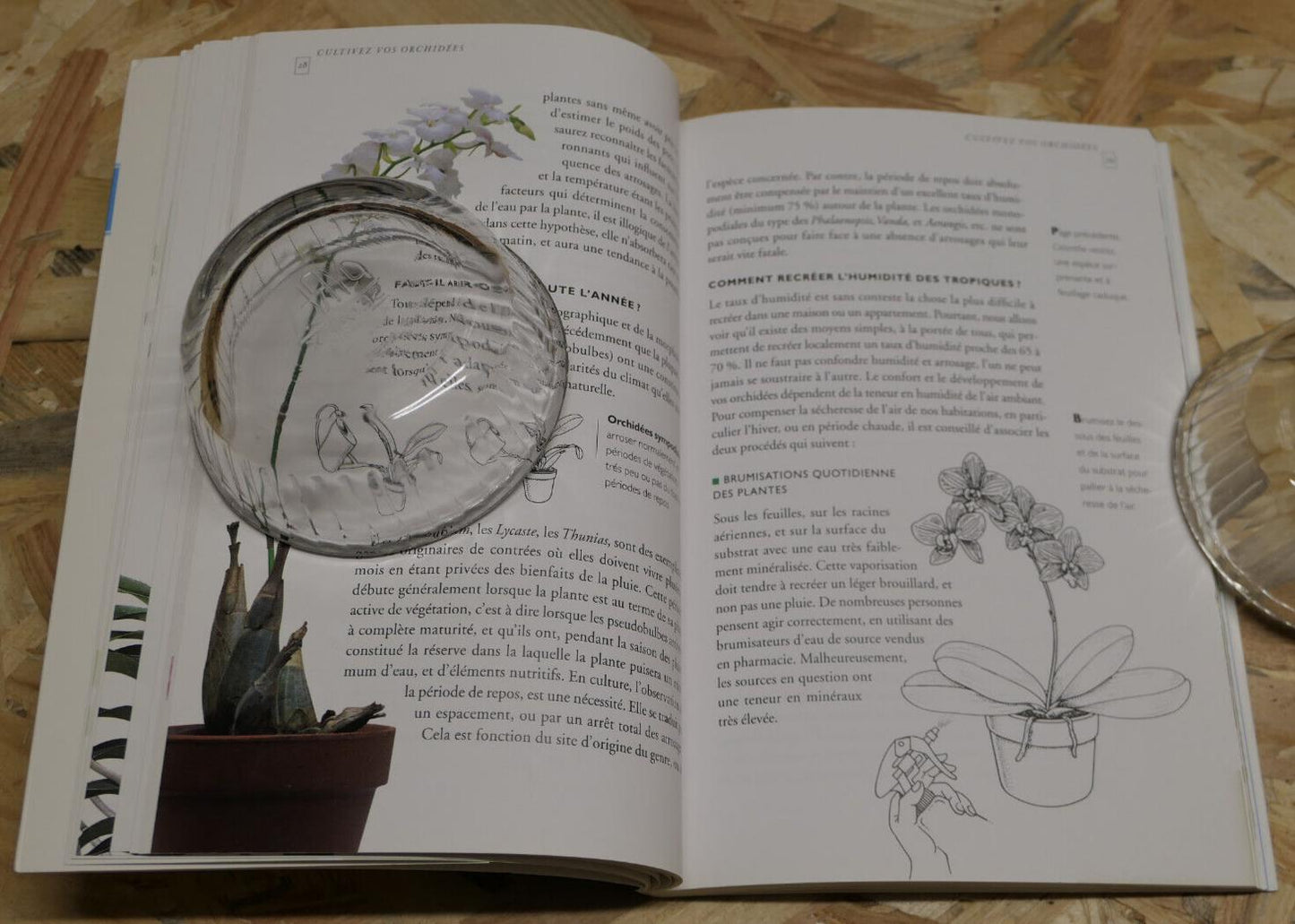 ORCHIDEES COMMENT LES CULTIVER ET LES FAIRE FLEURIR BOTANIQUE FLEURS GUIDE 2001