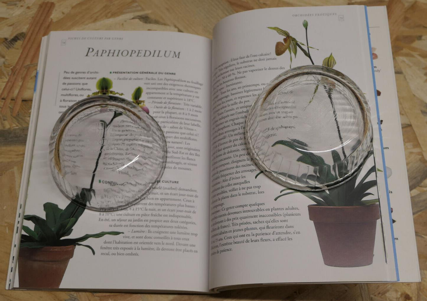 ORCHIDEES COMMENT LES CULTIVER ET LES FAIRE FLEURIR BOTANIQUE FLEURS GUIDE 2001