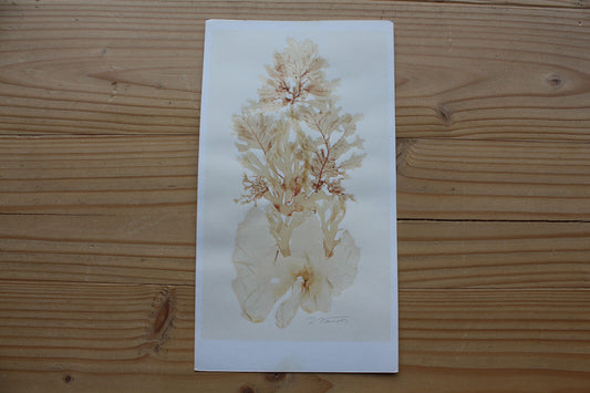 Collage Algue Pressée Signé / Signed Seaweed Art Work