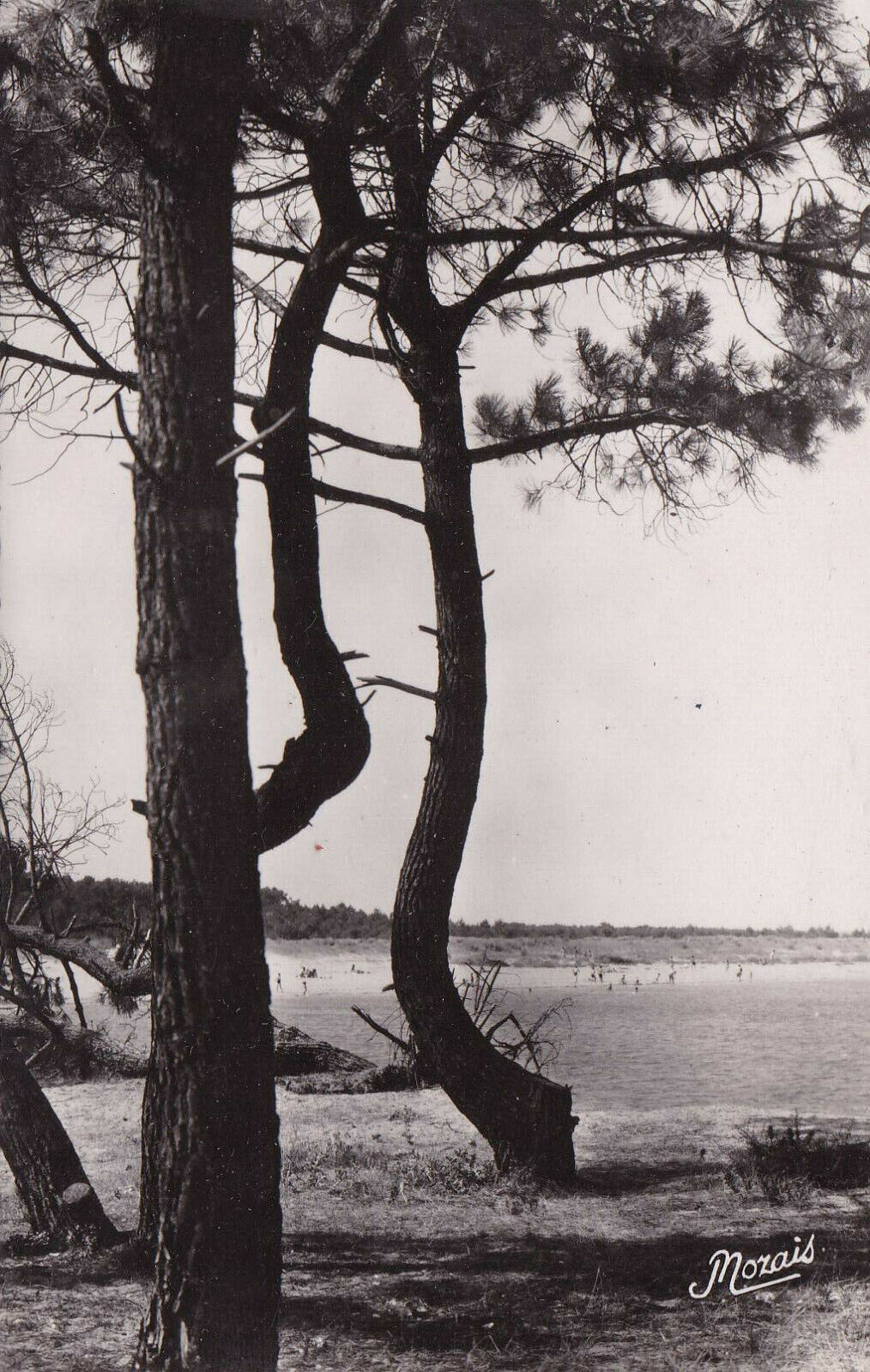 CPSM BLACK AND WHITE POSTCARD / OLERON ISLAND BOYARVILLE THE PINE FOREST