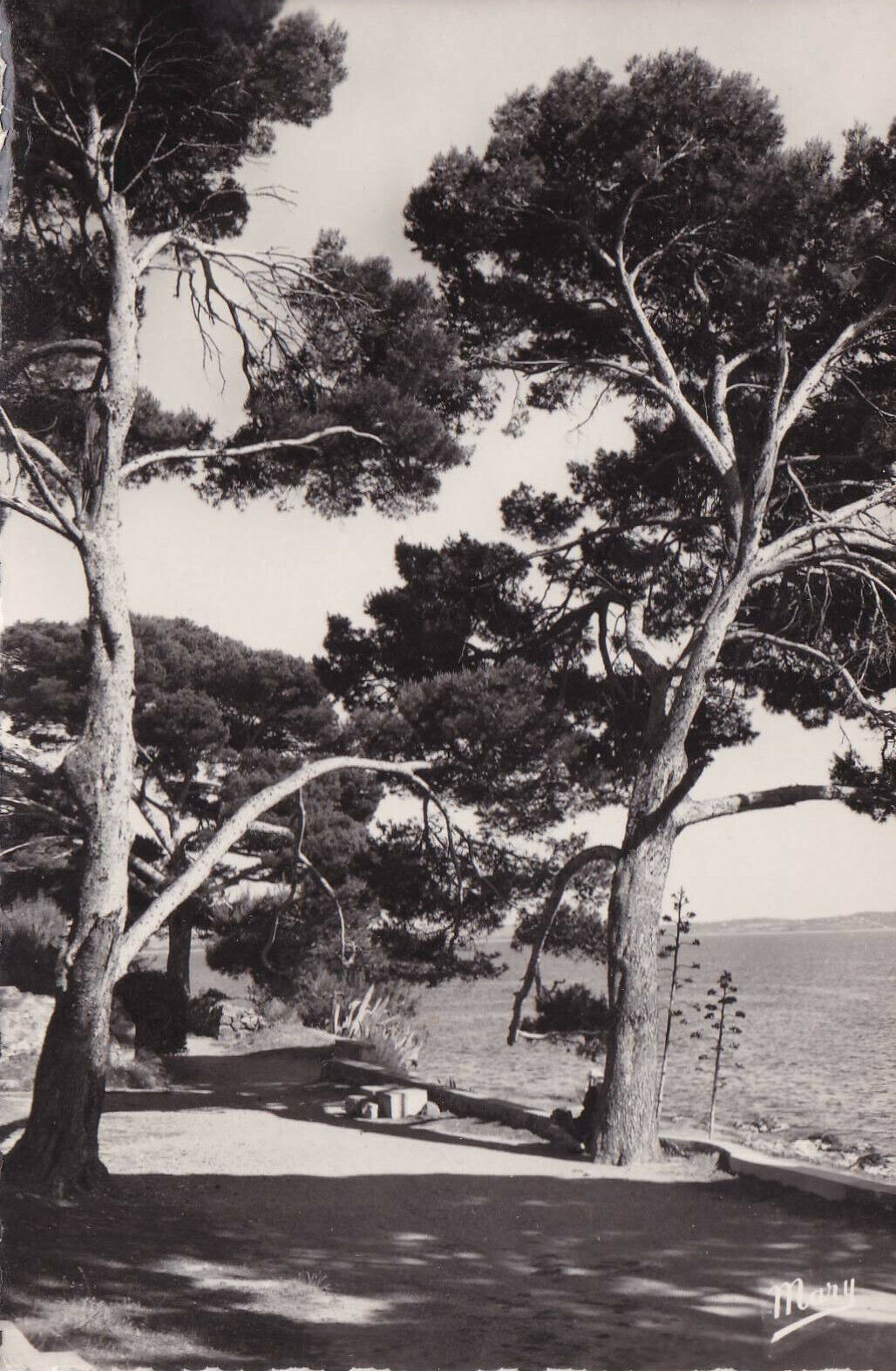 CARTE POSTALE CPSM NOIR ET BLANC / CARQUEIRANNE VAR BEAU RIVAGE (1956)