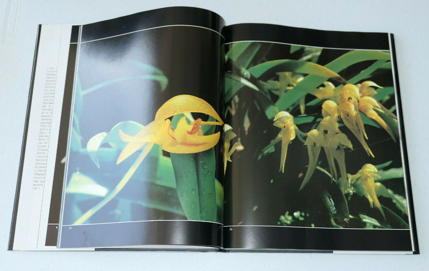 ORCHIDEES DEMONS ET MERVEILLES / TAKASHI KIJIMA / 1988