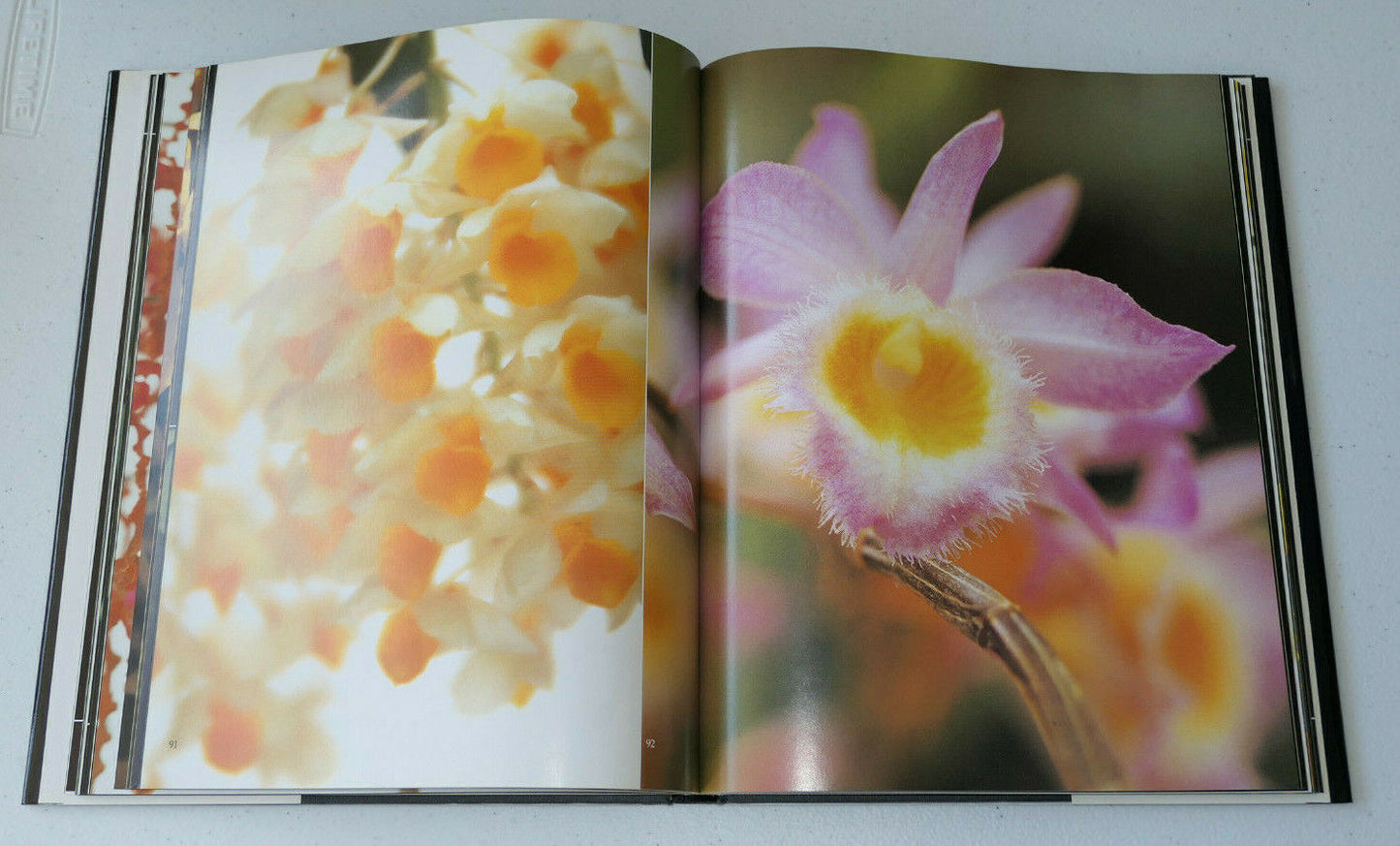 ORCHIDEES DEMONS ET MERVEILLES / TAKASHI KIJIMA / 1988