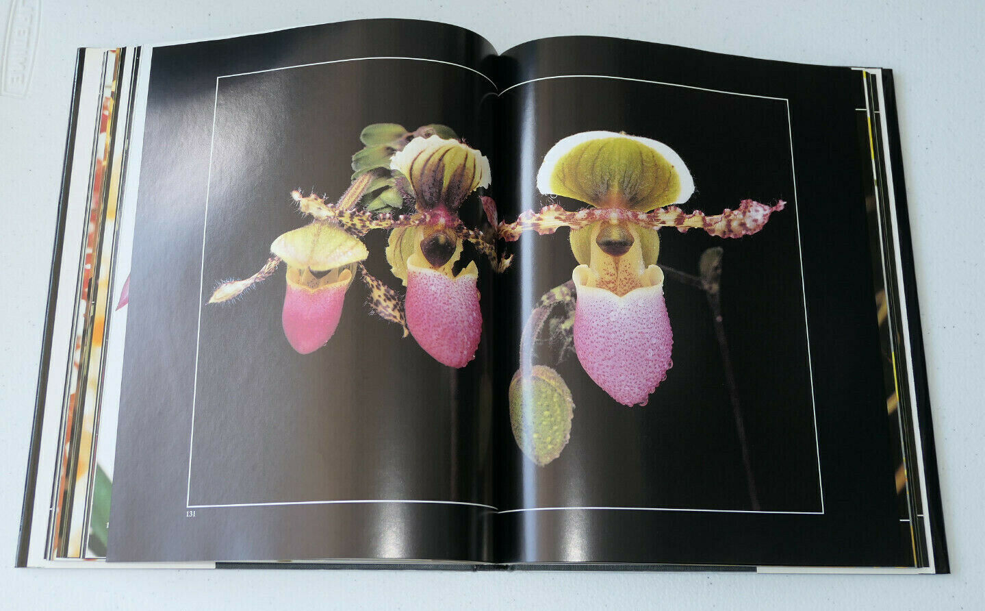 ORCHIDEES DEMONS ET MERVEILLES / TAKASHI KIJIMA / 1988