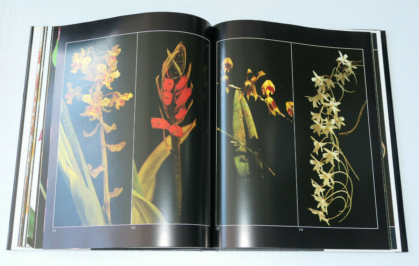 ORCHIDEES DEMONS ET MERVEILLES / TAKASHI KIJIMA / 1988
