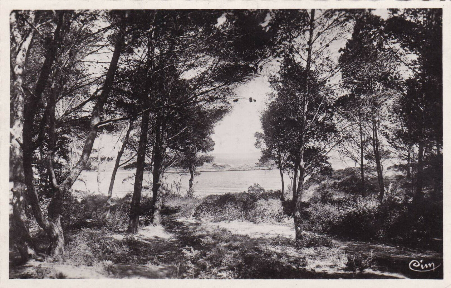 CARTE POSTALE CPSM NOIR & BLANC / ILE DE PORQUEROLLES SOUS-BOIS