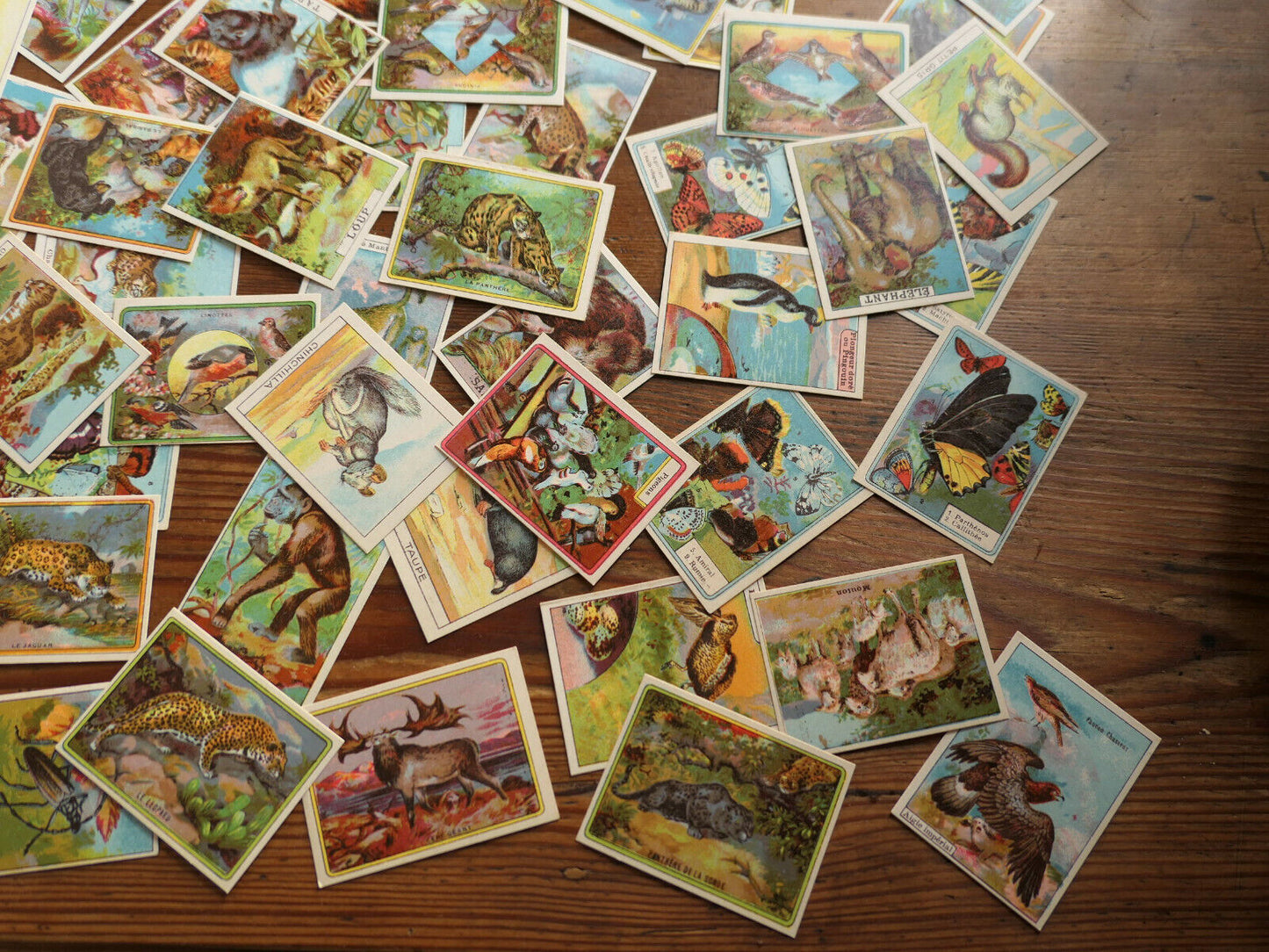 ANCIENNE IMAGE D'ECOLE SCOLAIRE LIBRAIRIE DELAGRAVE ANIMAUX LOT BOITE 96 CHROMOS
