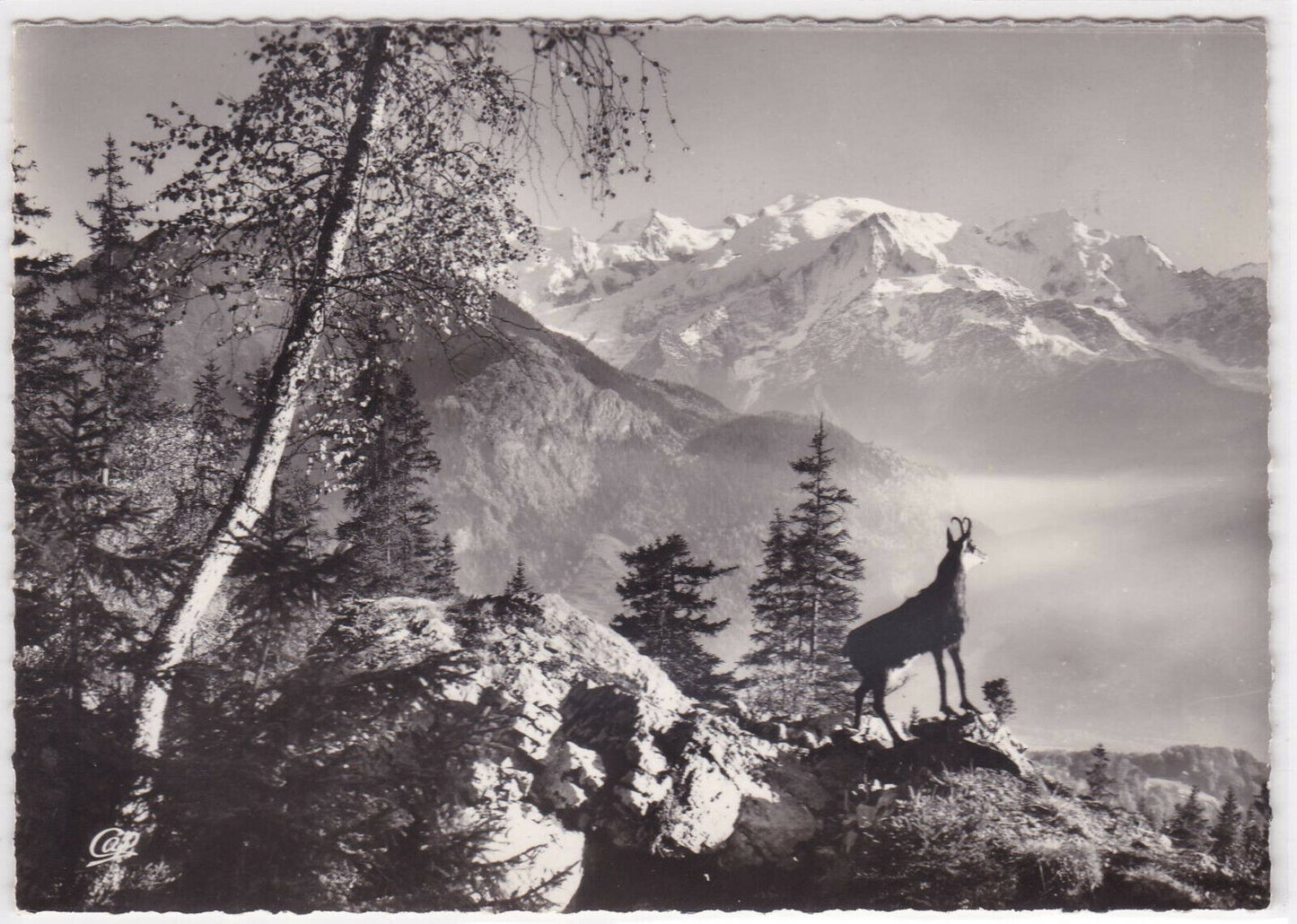 CARTE POSTALE NOIR & BLANC CPSM CHAMOIS FACE AU MASSIF DU MONT-BLANC