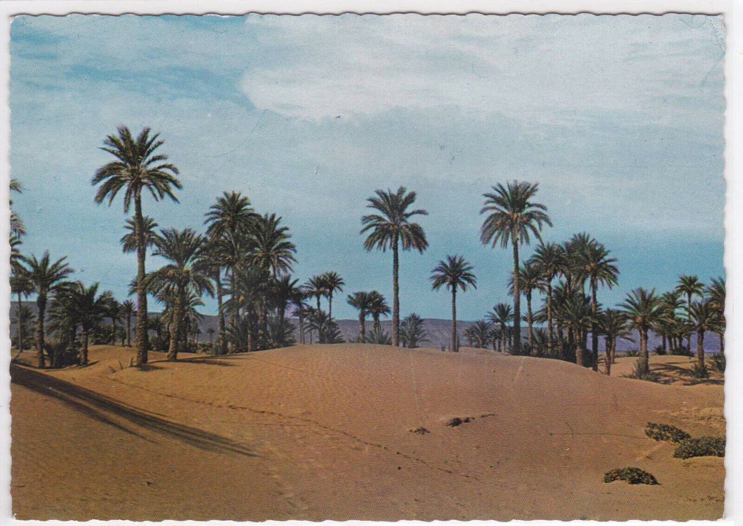 CPSM COLOR POSTCARD PICTURESQUE MOROCCO OASIS OF M'HAMID