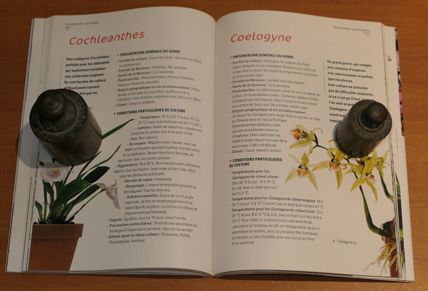 ORCHIDEES COMMENT LES CULTIVER ET LES FAIRE FLEURIR FACILEMENT / 2009