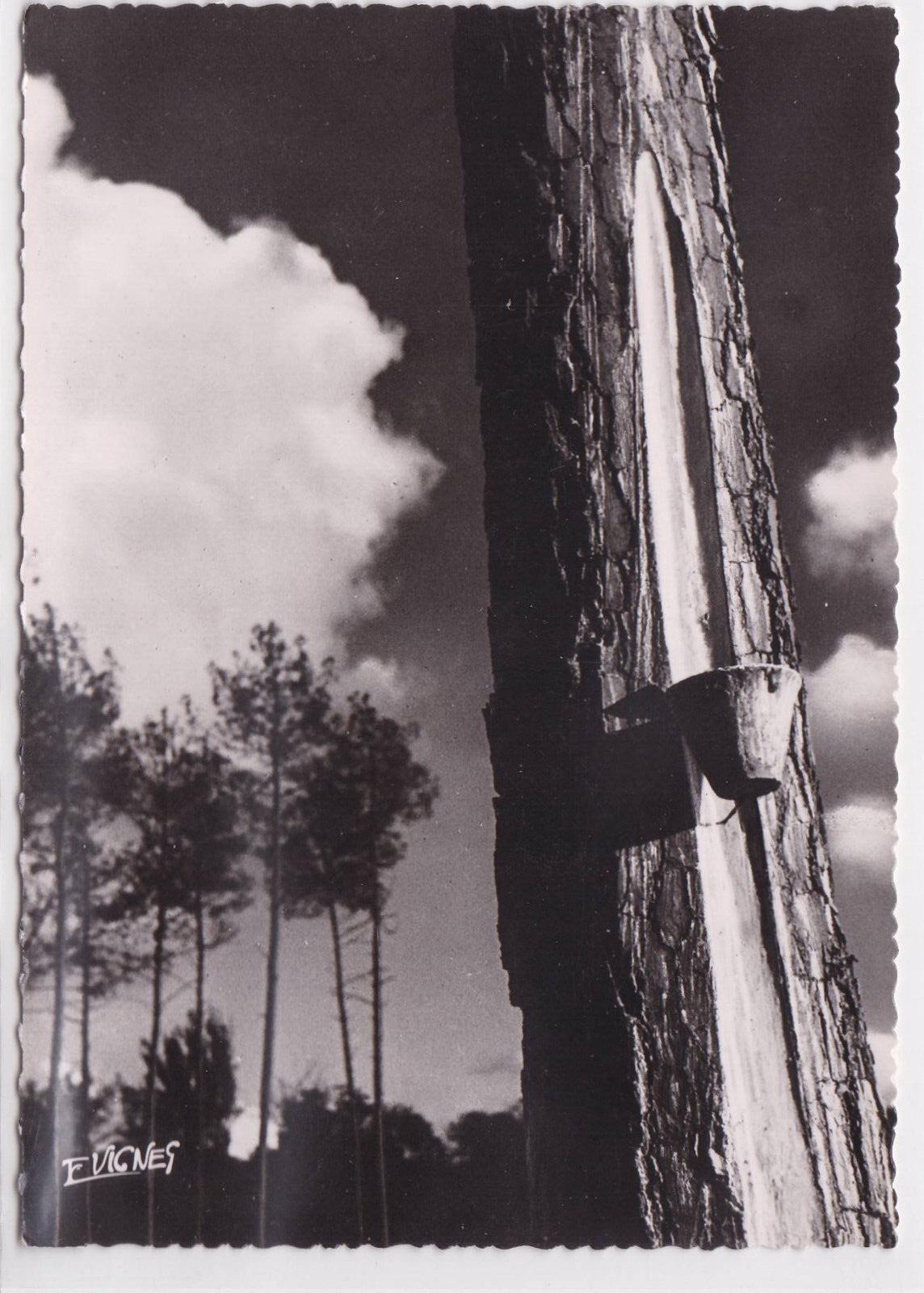 CARTE POSTALE CPSM VISAGE DES LANDES COUCHANT