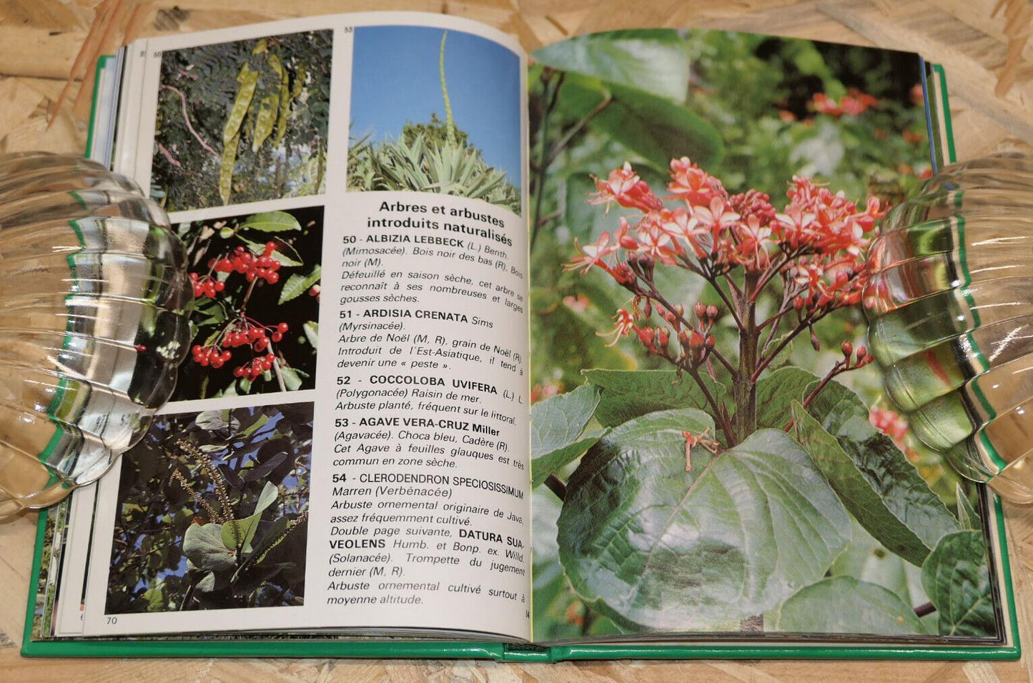 FLEURS ET PLANTES DE LA REUNION ET DE L'ILE MAURICE / 150 ESPECES PHOTOS NATURE