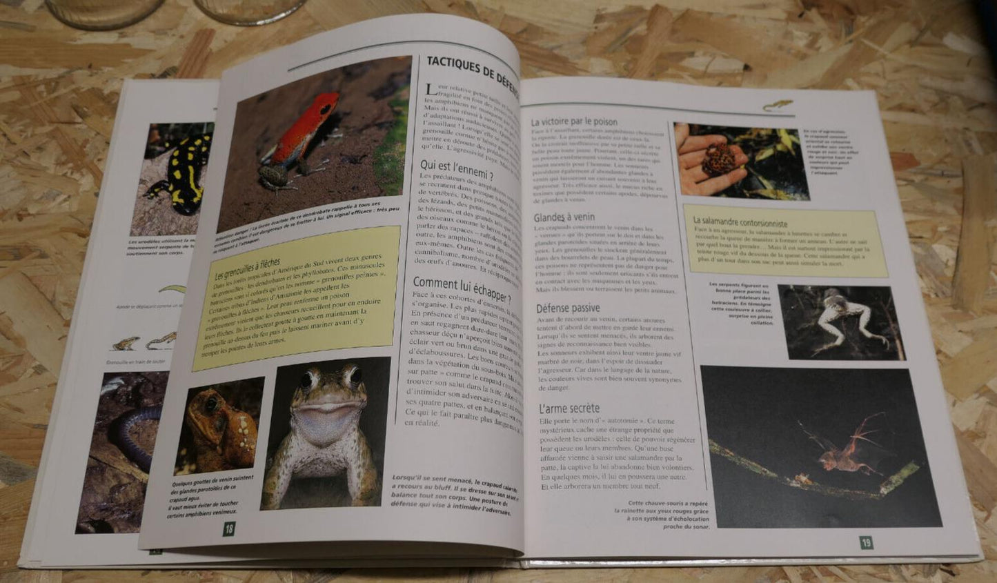 LE GRAND CATALOGUE DES BATRACIENS DU MONDE / NATURE ANIMAUX PHOTOS ESPECES