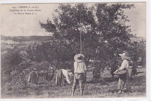 Carte Postale Ancienne CPA Penne - Cueillette De La Prune D'Ente