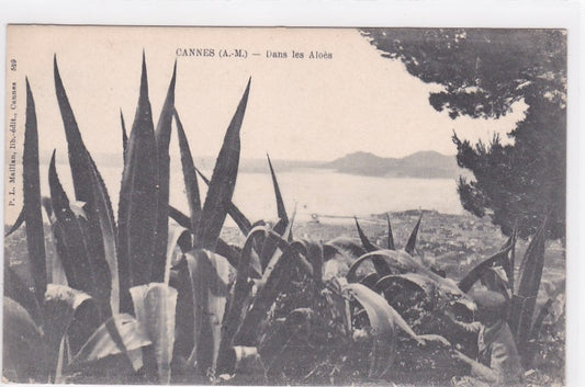 Carte Postale Ancienne CPA 06 - Cannes - Dans Les Aloès