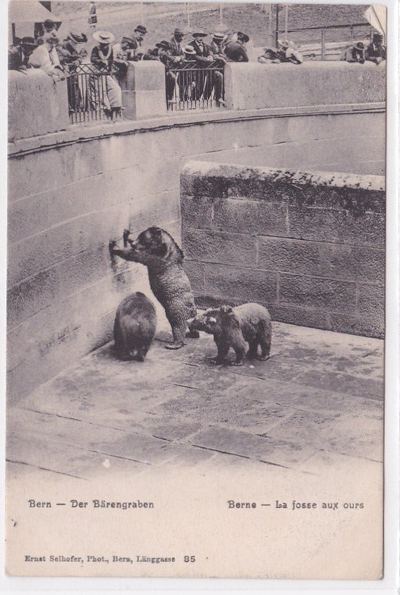 Old Postcard CPA Switzerland - Bern - The Bear Pit