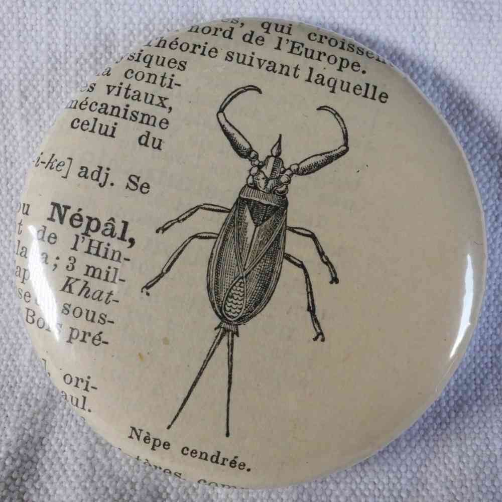 Nèpe Cendrée - Badge Encyclopédique Original - Gravure Ancienne