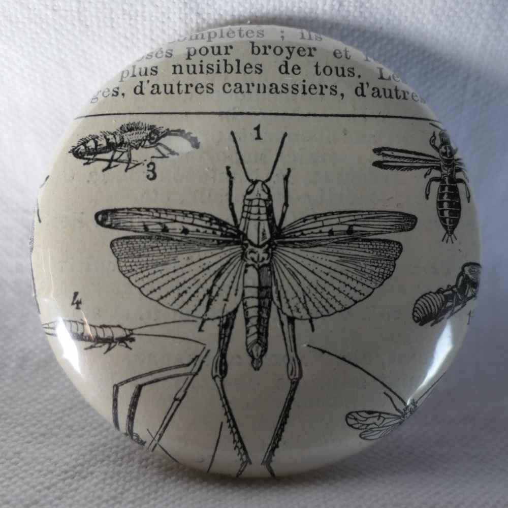 Type D'Orthoptère Criquet - Badge Encyclopédique Original - Ancienne Gravure