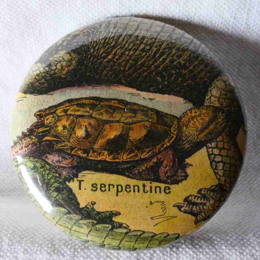 Tortue Serpentine - Badge Encyclopédique Original - Ancienne Gravure