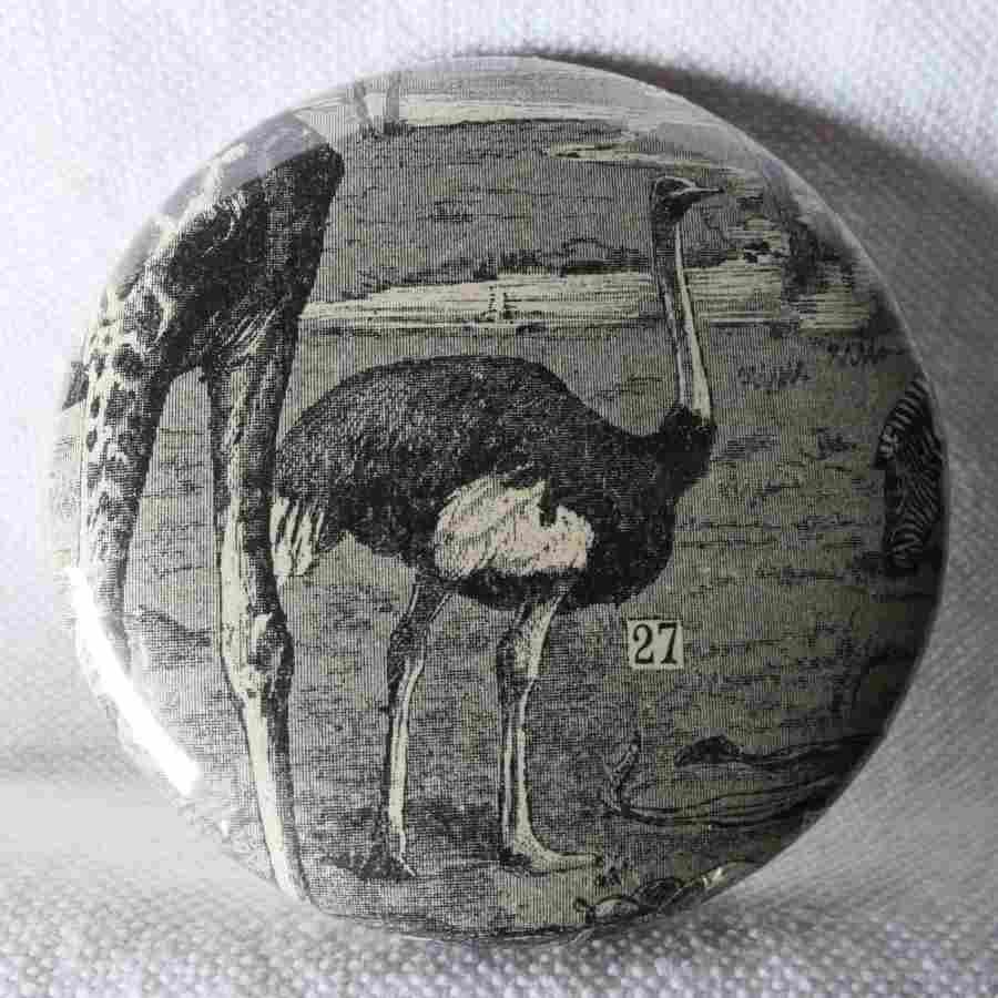 Autruche - Badge Encyclopédique Original - Ancienne Gravure