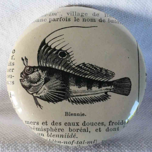 Blennie - Badge Encyclopédique Original - Ancienne Gravure