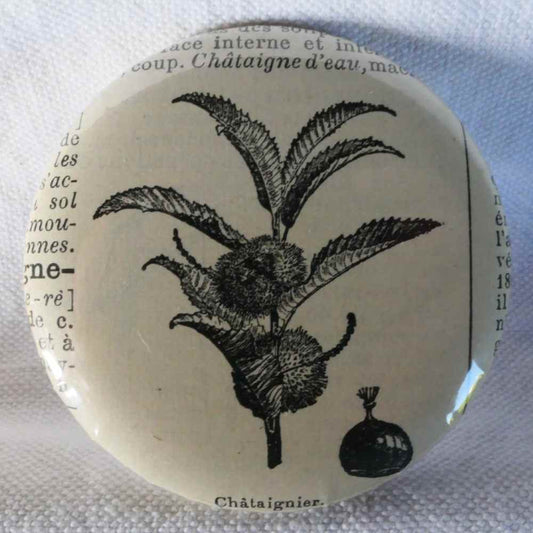 Châtaignier - Badge Encyclopédique Original - Ancienne Gravure