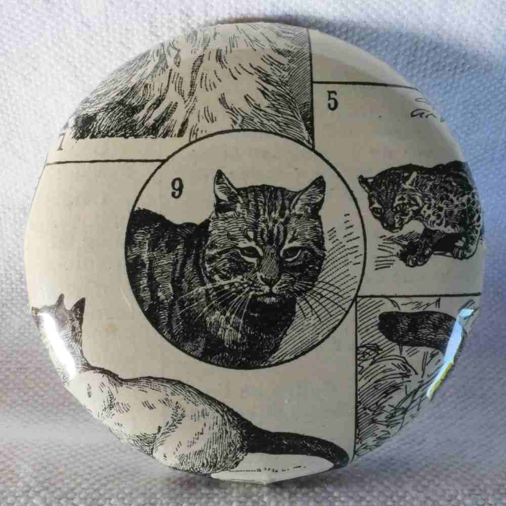 Chat Commun - Badge Encyclopédique Original - Ancienne Gravure