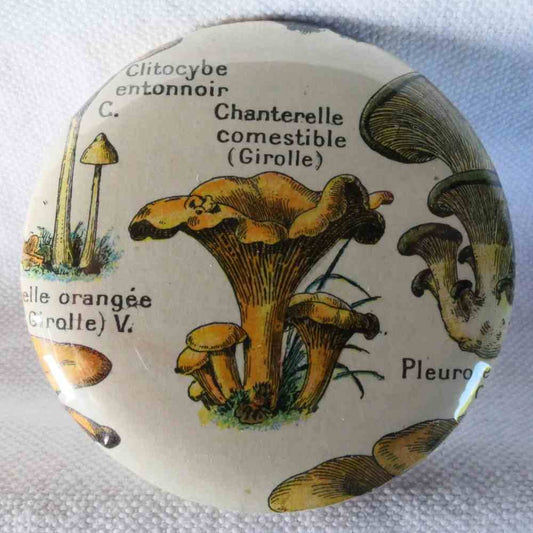 Chanterelle Comestible - Badge Encyclopédique Original - Ancienne Gravure