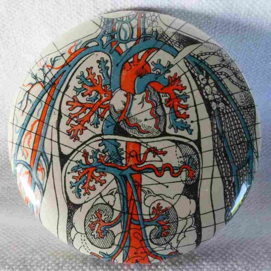 Anatomie - Badge Encyclopédique Original - Ancienne Gravure