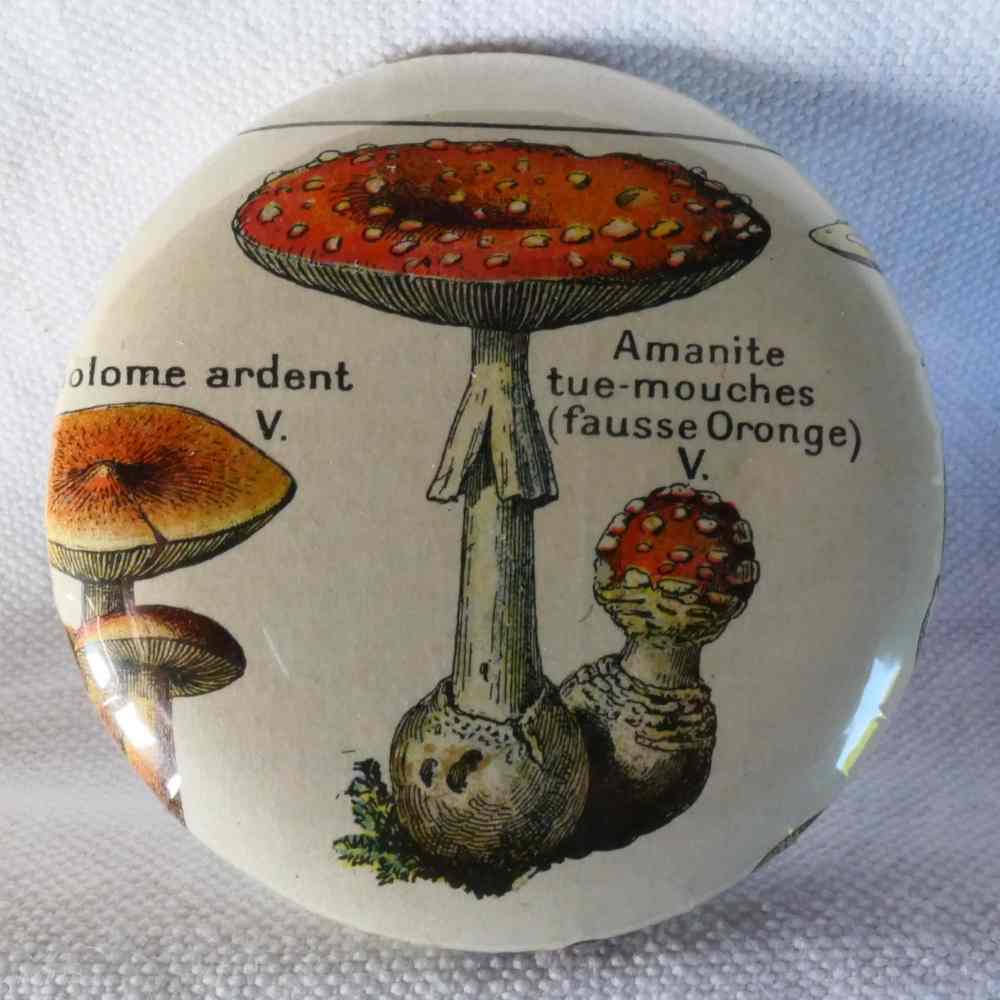 Amanite Tue-Mouches - Badge Encyclopédique Original - Ancienne Gravure