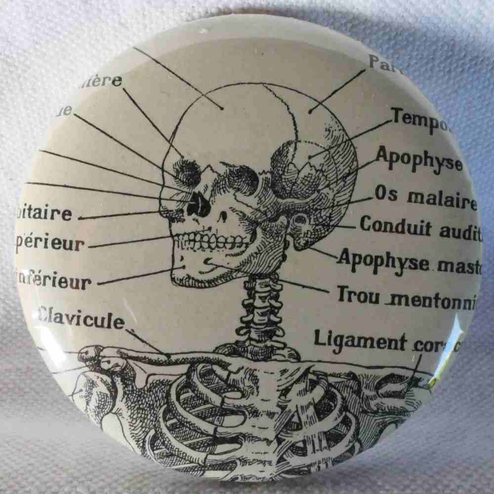 Crâne Squelette - Badge Encyclopédique Original - Ancienne Gravure