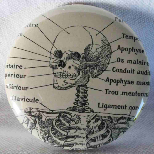 Crâne Squelette - Badge Encyclopédique Original - Ancienne Gravure