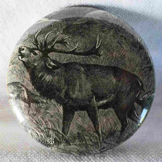 Cerf - Badge Encyclopédique Original - Ancienne Gravure