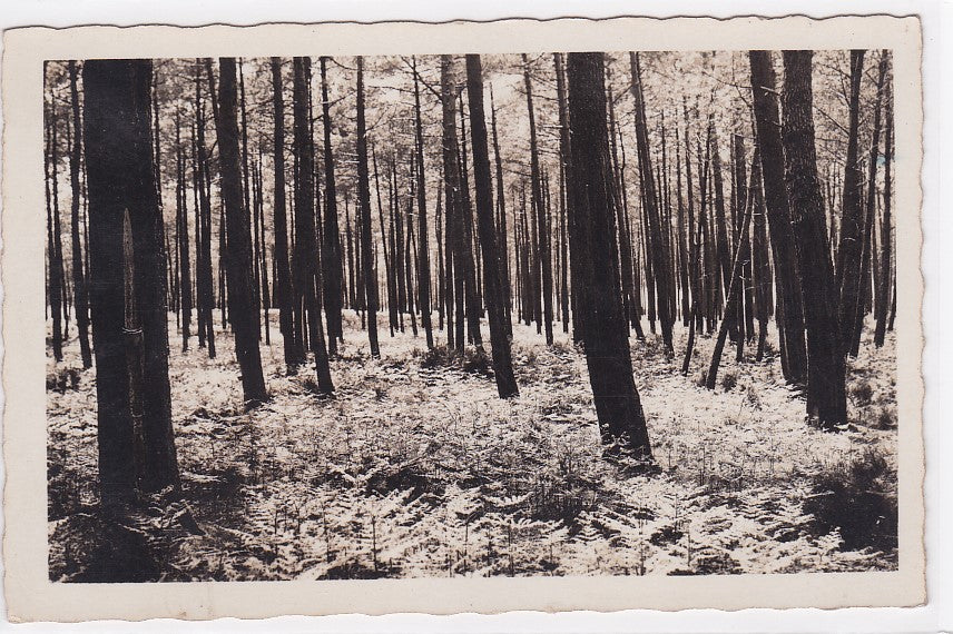 Old Postcard CPA 40 Castets-Des-Landes - Artistic Landscapes by Émile Vignes