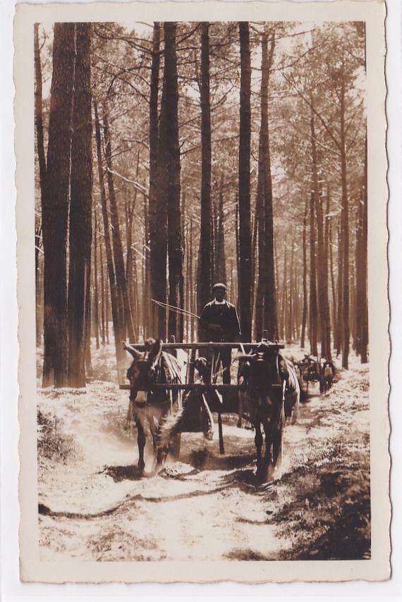 Old Postcard CPA 40 Castets-Des-Landes - Landscapes of Art E. Vignes