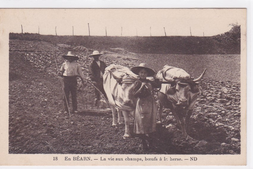 Old Postcard CPA 64 In Béarn - Life In The Fields - Oxen At The Harrow